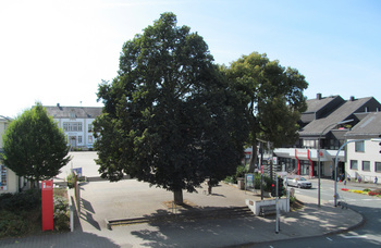 Große Linde auf dem Marktplatz Medebach kann erhalten bleiben